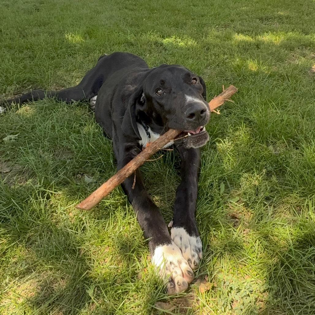 Enlarge Chester, a Adoptable Great Dane in Milford, IA image 3/6
