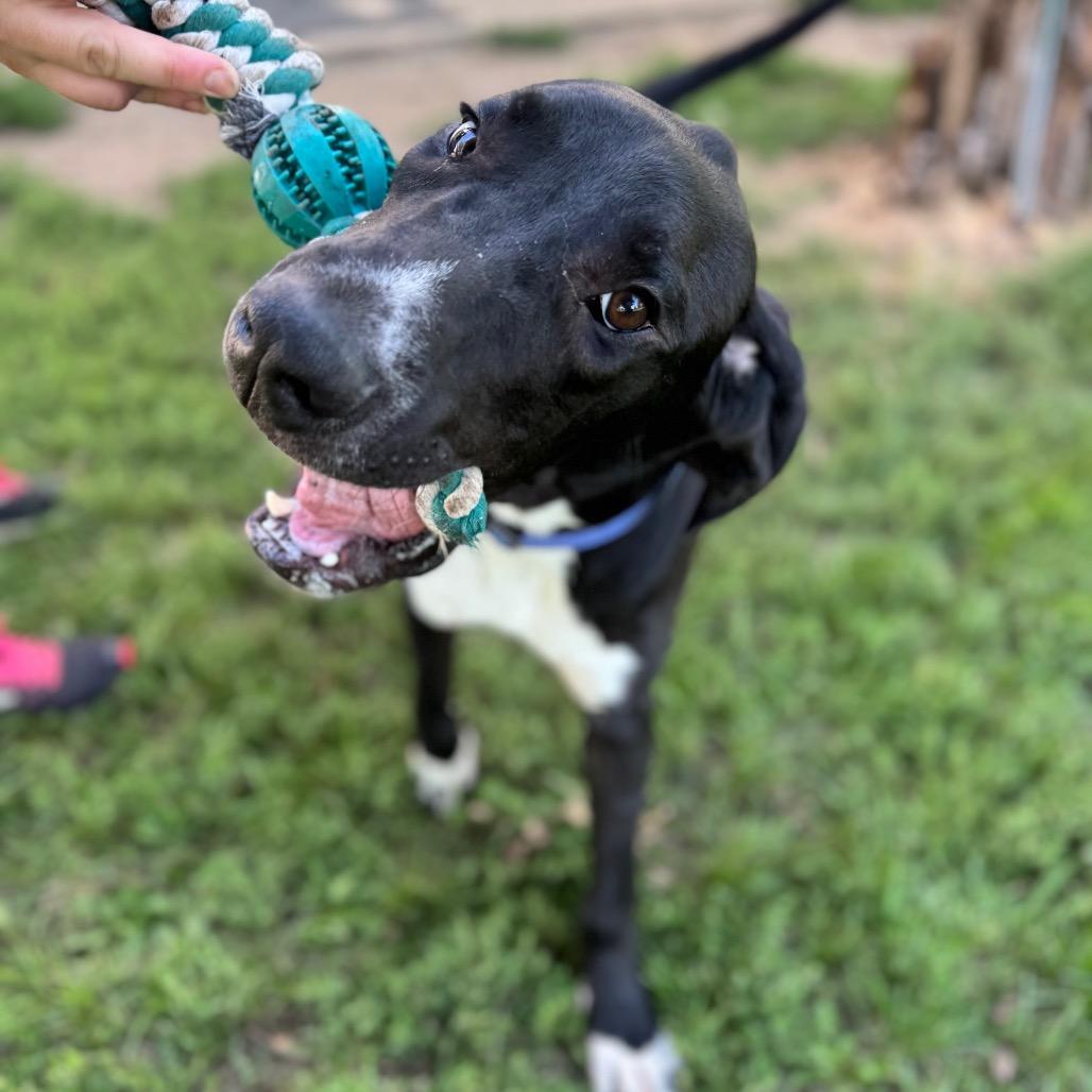 Enlarge Chester, a Adoptable Great Dane in Milford, IA image 4/6