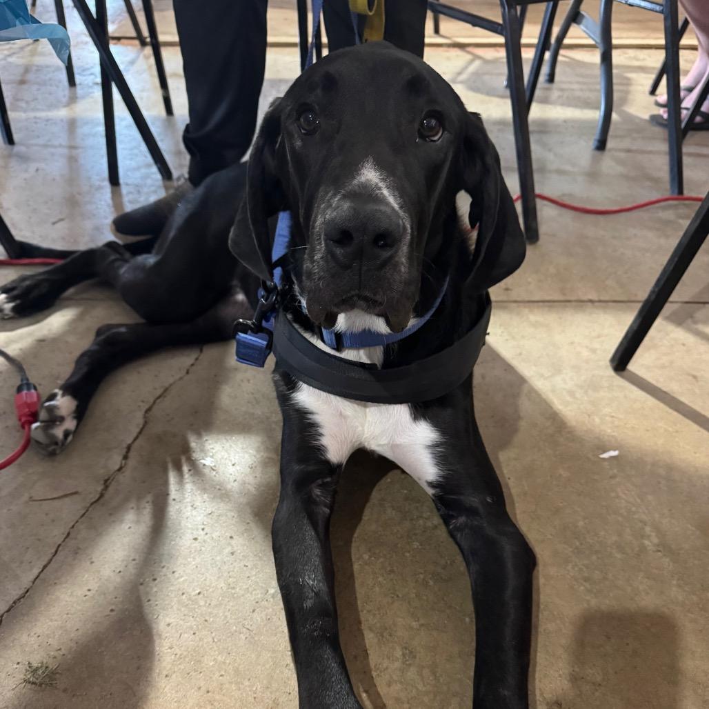 Enlarge Chester, a Adoptable Great Dane in Milford, IA image 5/6