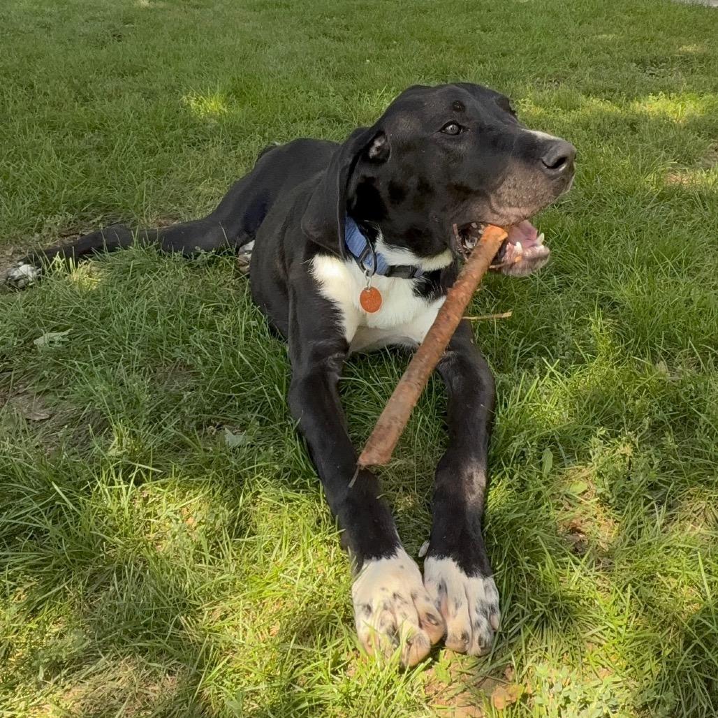 Enlarge Chester, a Adoptable Great Dane in Milford, IA image 6/6