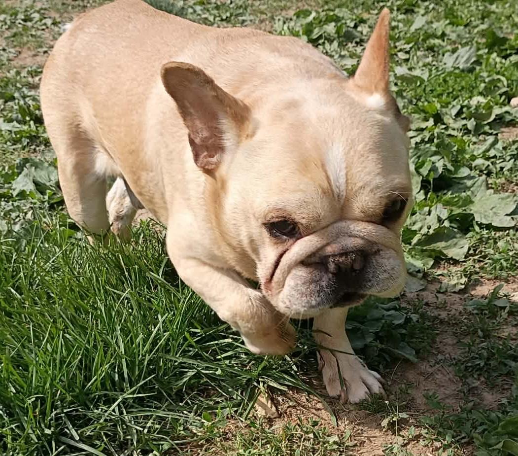 Enlarge Journie, an adoptable French Bulldog in Clarksburg, MD image 3/5