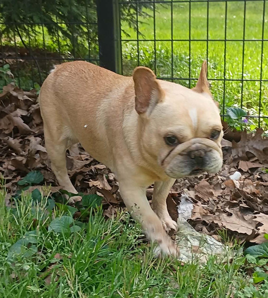 Enlarge Journie, an adoptable French Bulldog in Clarksburg, MD image 1/5