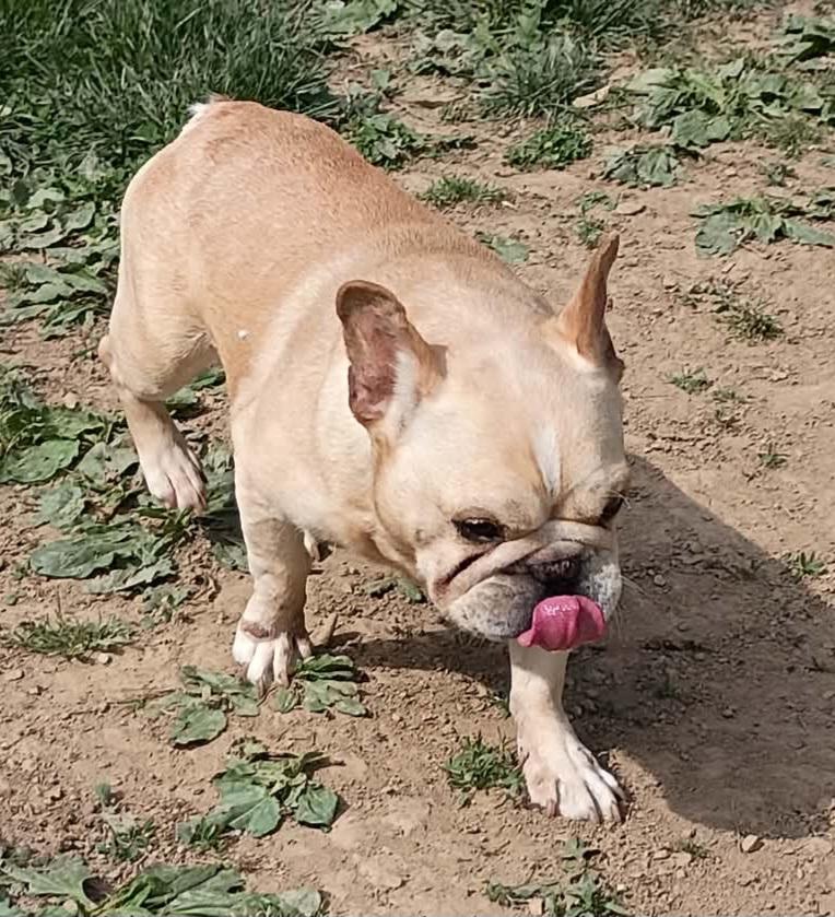 Enlarge Journie, an adoptable French Bulldog in Clarksburg, MD image 4/5