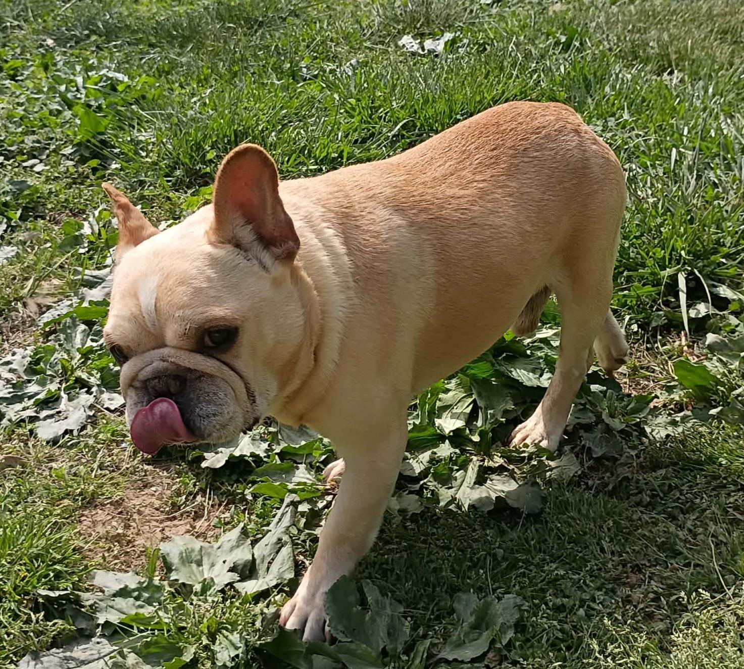 Enlarge Journie, an adoptable French Bulldog in Clarksburg, MD image 2/5