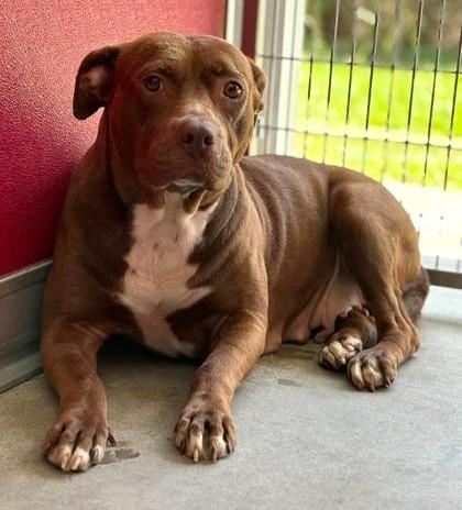 SPICE, Young Female Mixed Breed