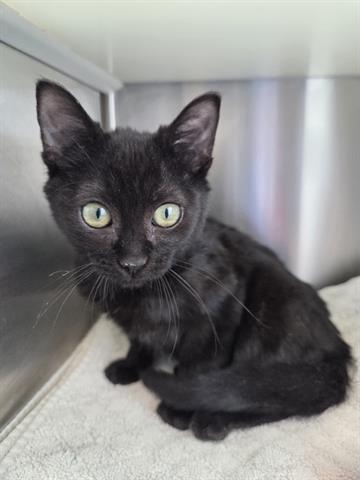 APRIL, Adoptable, Kitten Female Domestic Short Hair.