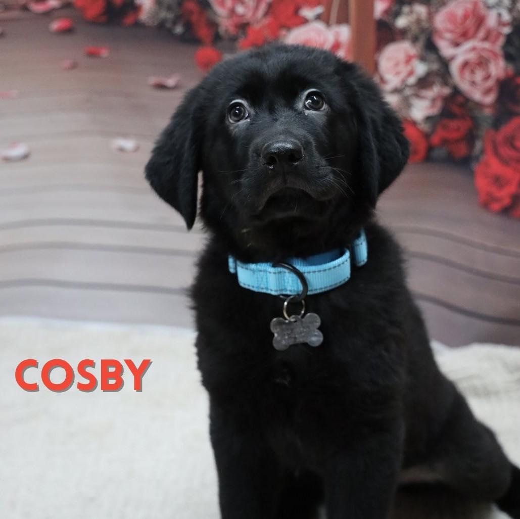 Cosby, a Adoptable mixed breed in Albany, NY image 1/2