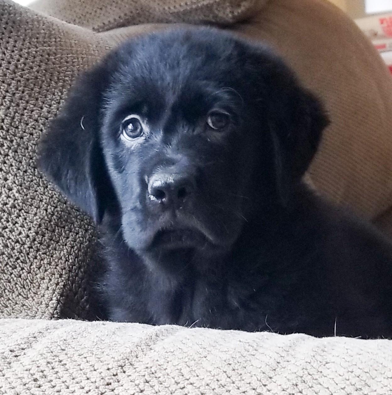 Cosby, a Adoptable mixed breed in Albany, NY image 2/2