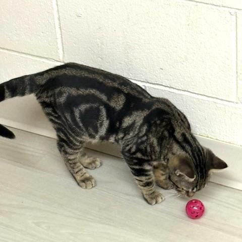 Enlarge Pepsi, a ADOPTABLE mixed breed in Long Beach, WA image 2/5