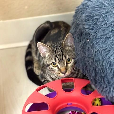 Enlarge Pepsi, a ADOPTABLE mixed breed in Long Beach, WA image 4/5