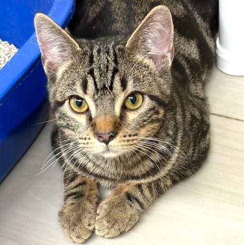 Enlarge Pepsi, a ADOPTABLE mixed breed in Long Beach, WA image 5/5