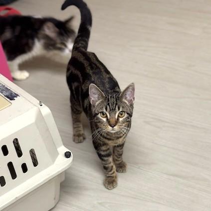 Enlarge Pepsi, a ADOPTABLE mixed breed in Long Beach, WA image 3/5