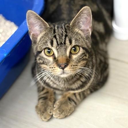 Enlarge Pepsi, a ADOPTABLE mixed breed in Long Beach, WA image 1/5