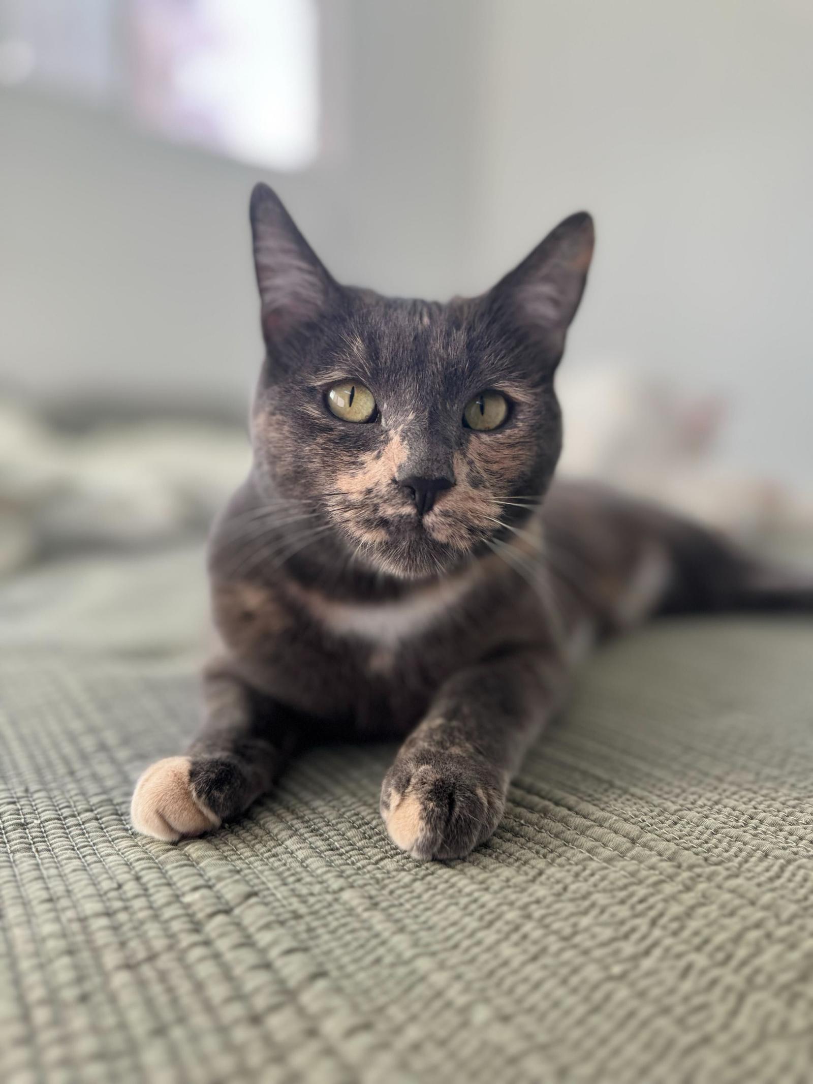 Enlarge Blu 2, a Adoptable Domestic Short Hair in Riverside, CA image 1/3