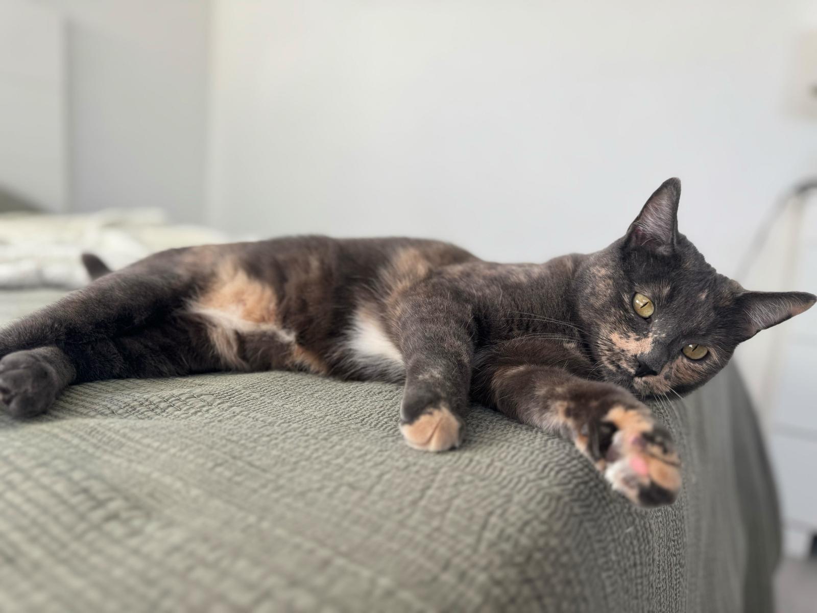 Enlarge Blu 2, a Adoptable Domestic Short Hair in Riverside, CA image 2/3