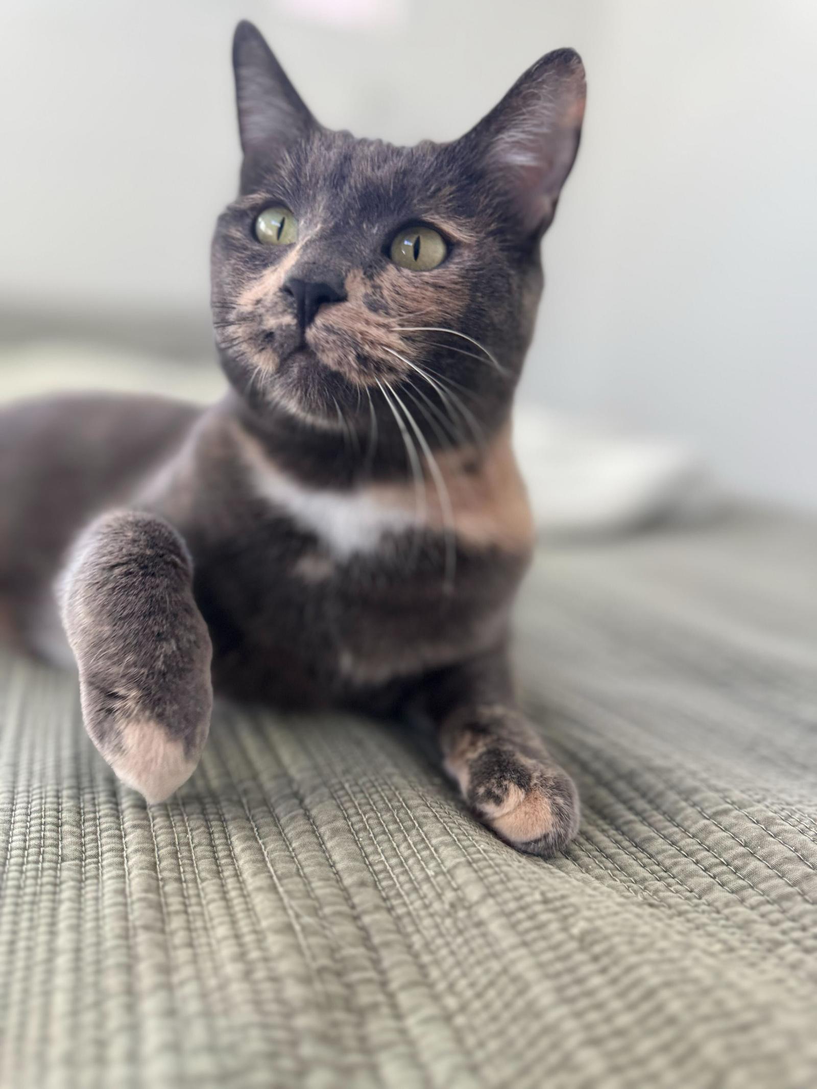 Enlarge Blu 2, a Adoptable Domestic Short Hair in Riverside, CA image 3/3