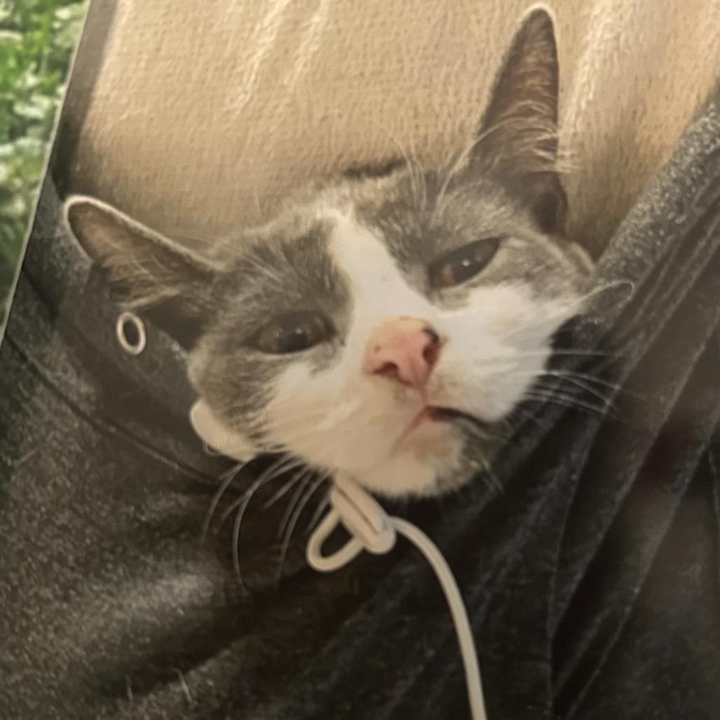 Tipper, Adoptable, Senior Male Domestic Short Hair.