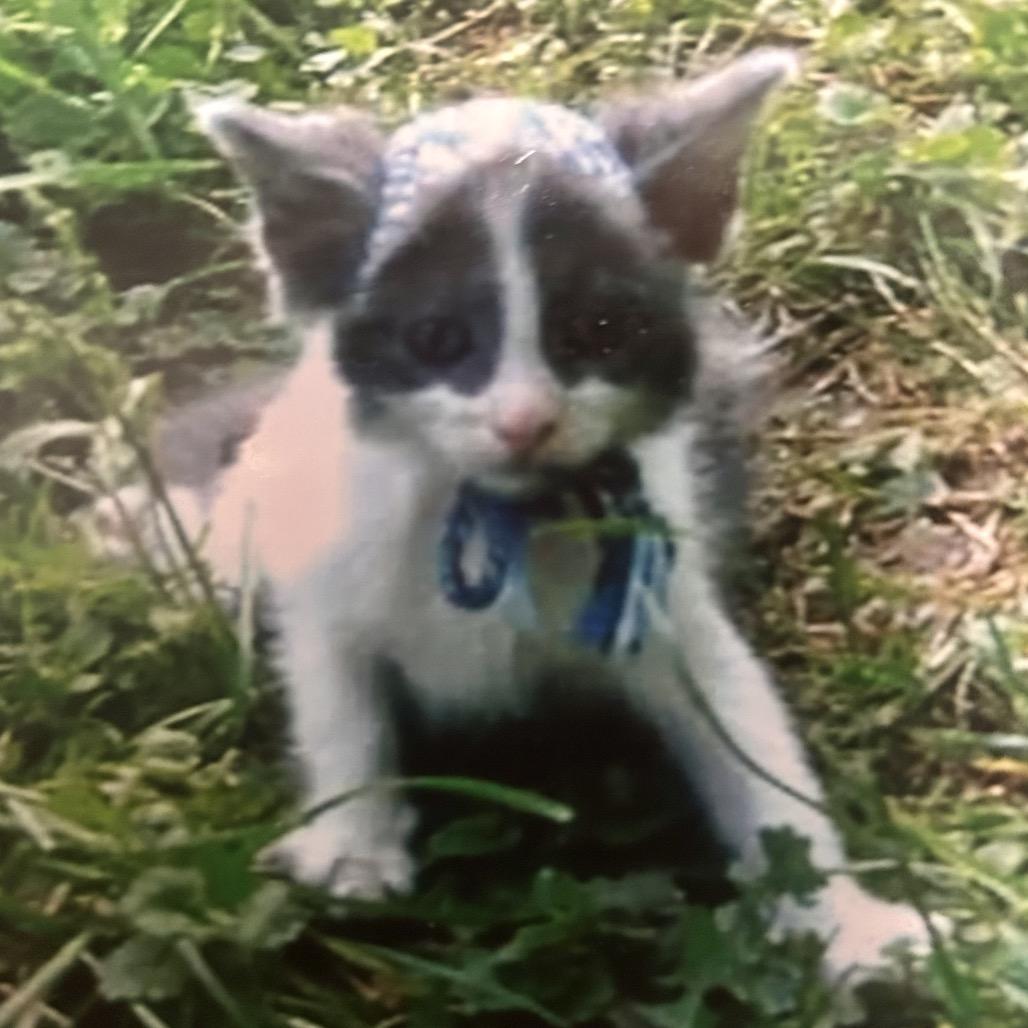 Enlarge Tipper, a Adoptable Domestic Short Hair in Brevard, NC image 2/2