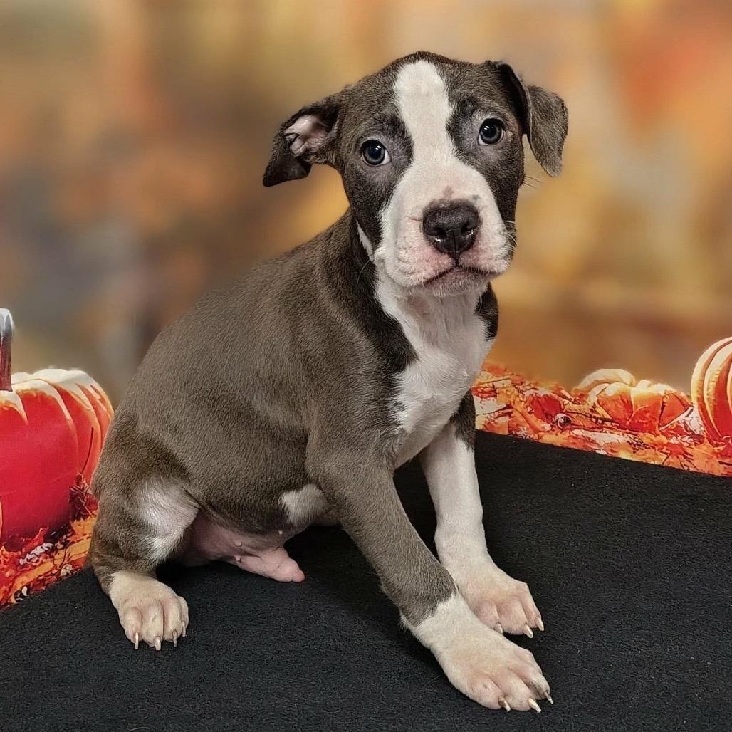 Enlarge Lukas, a Adoptable mixed breed in Griswold, CT image 1/1