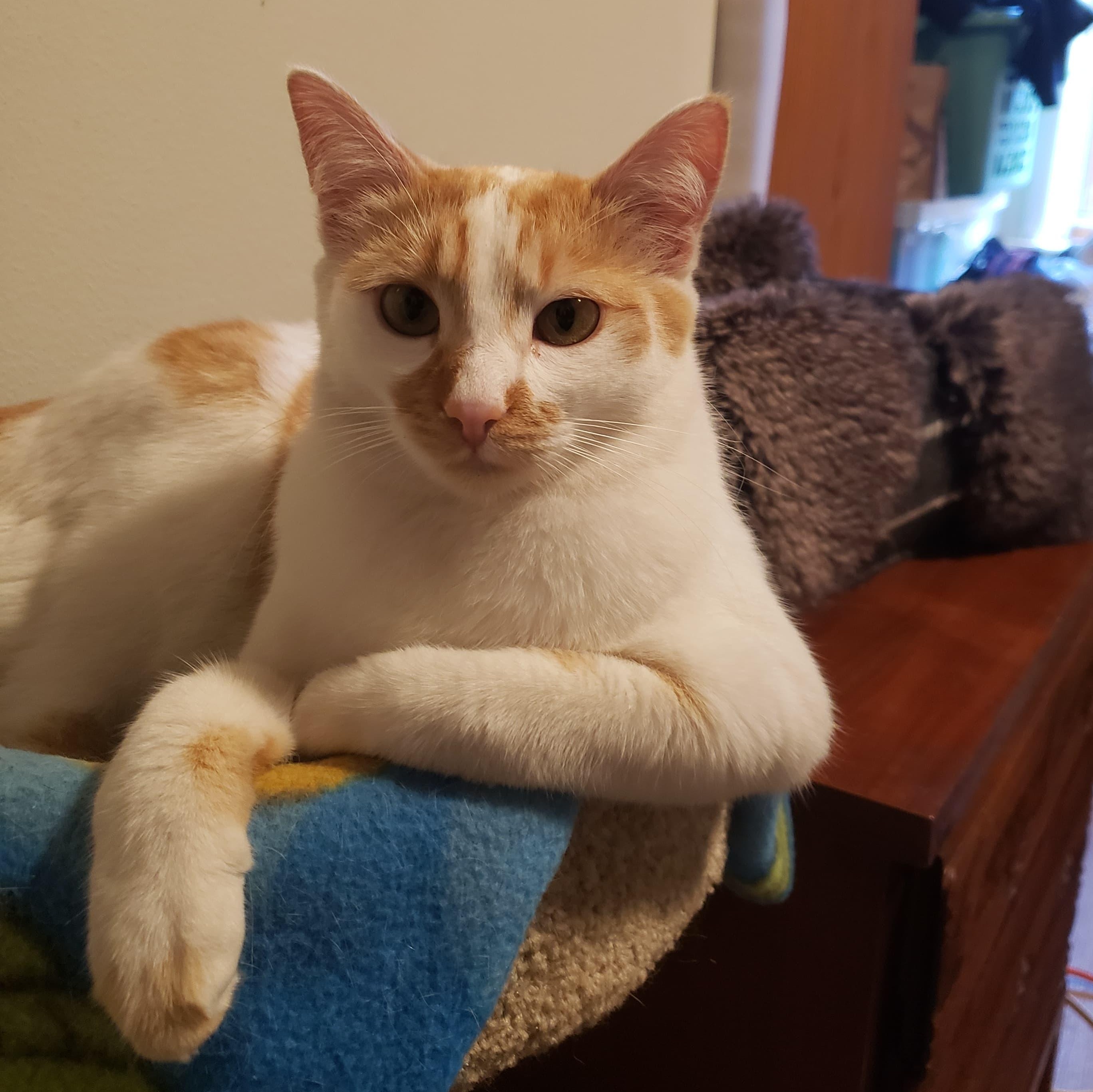 Ginger, a Adoptable American Shorthair in South San Francisco, CA image 1/5