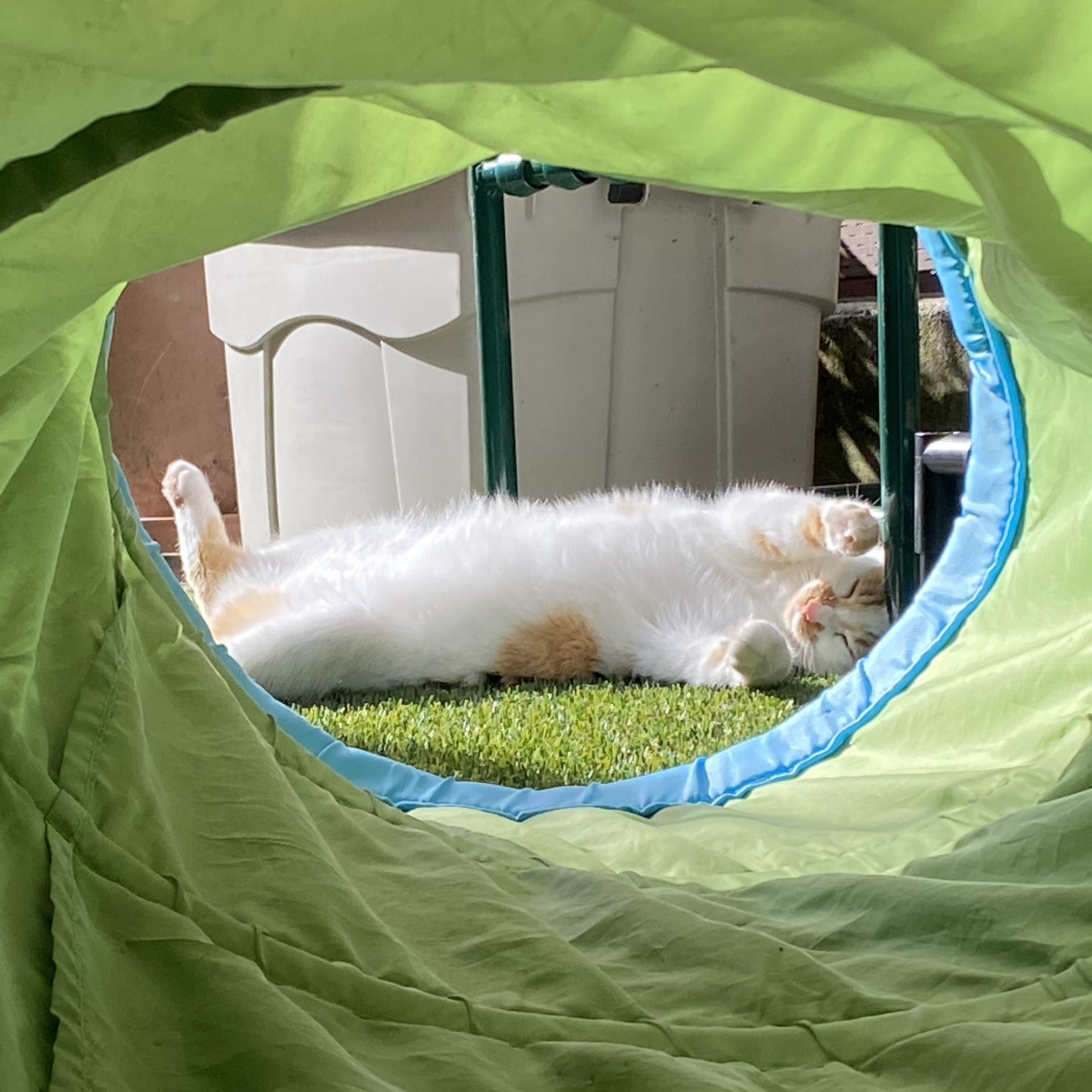 Ginger, an adoptable American Shorthair in South San Francisco, CA image 3/4
