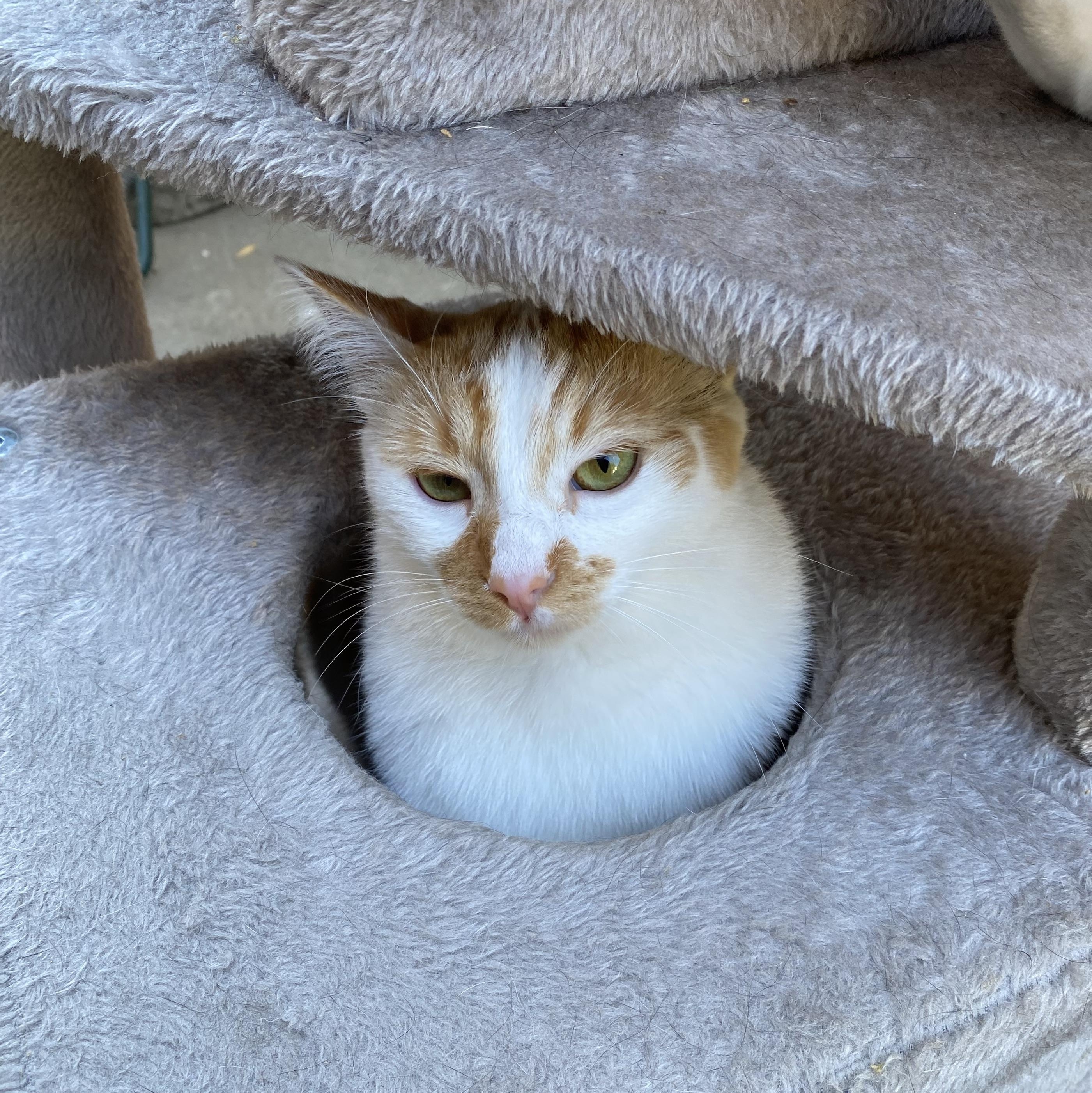 Ginger, a Adoptable American Shorthair in South San Francisco, CA image 2/5