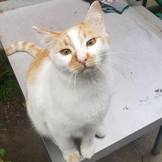 Ginger, adoptable, Young Female American Shorthair.