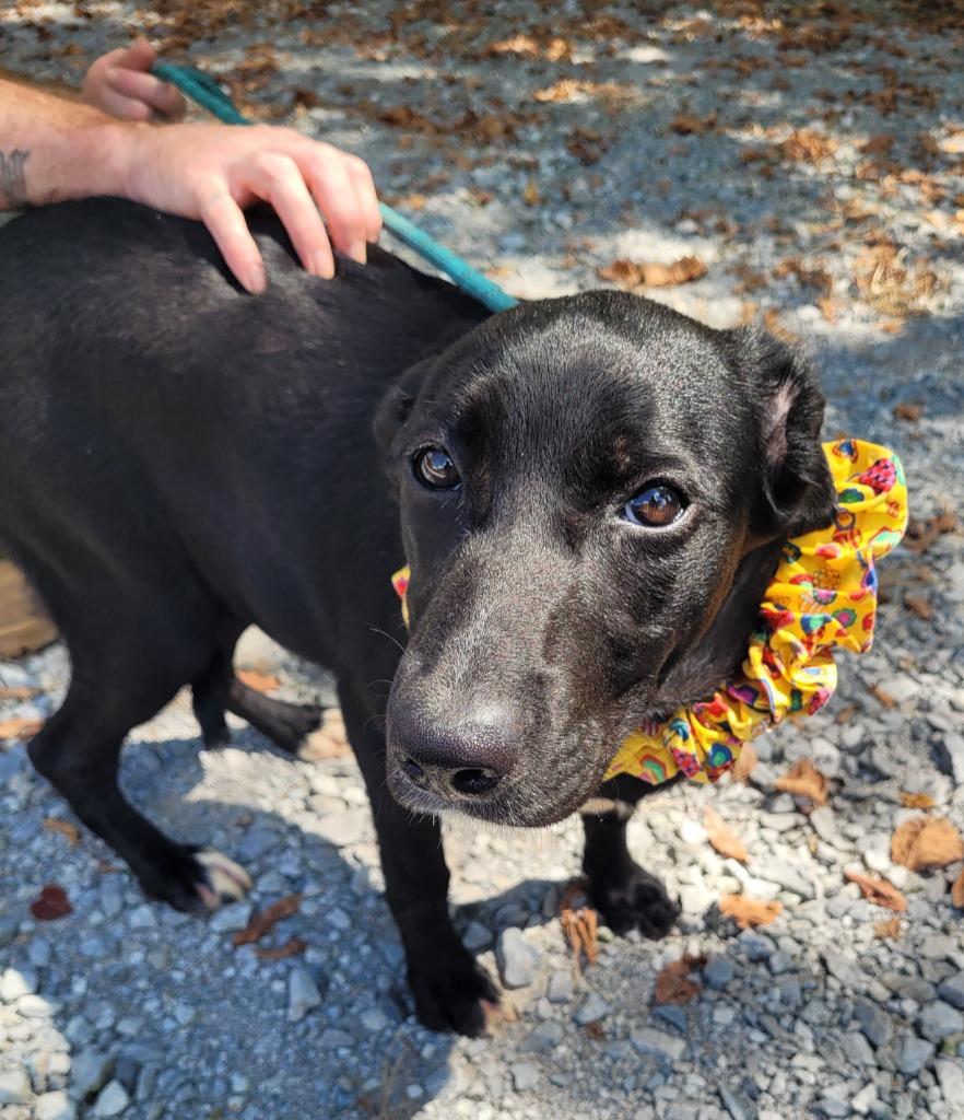 Enlarge Princess, a Adoptable mixed breed in Lawrenceburg, TN image 1/4