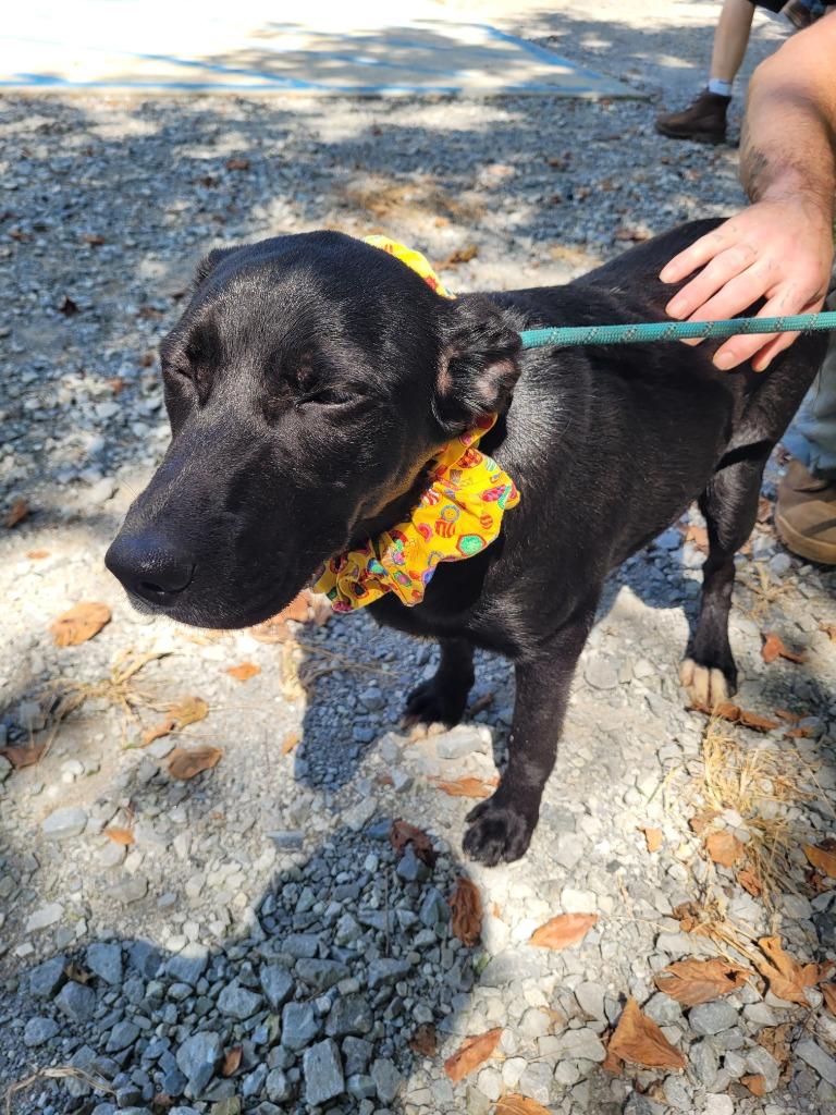 Enlarge Princess, a Adoptable mixed breed in Lawrenceburg, TN image 2/4