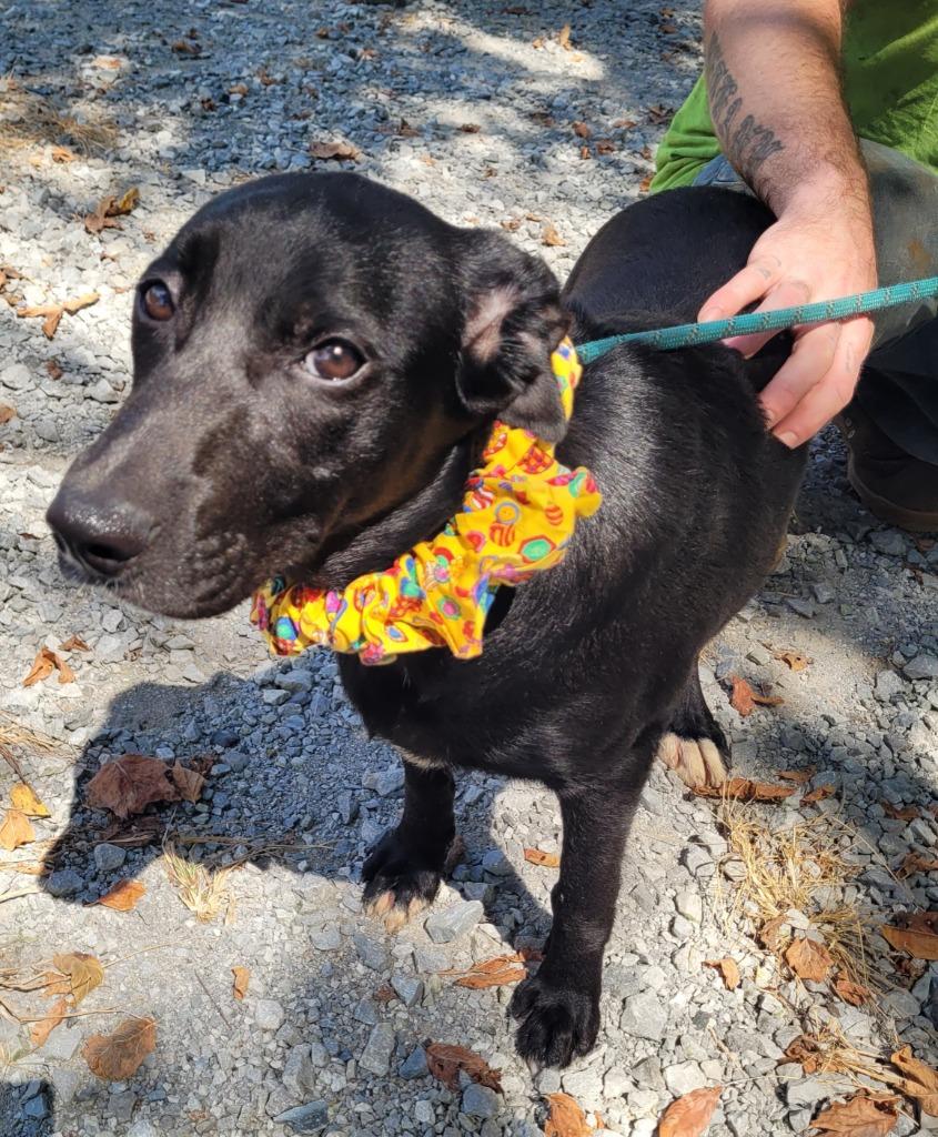 Enlarge Princess, a Adoptable mixed breed in Lawrenceburg, TN image 3/4