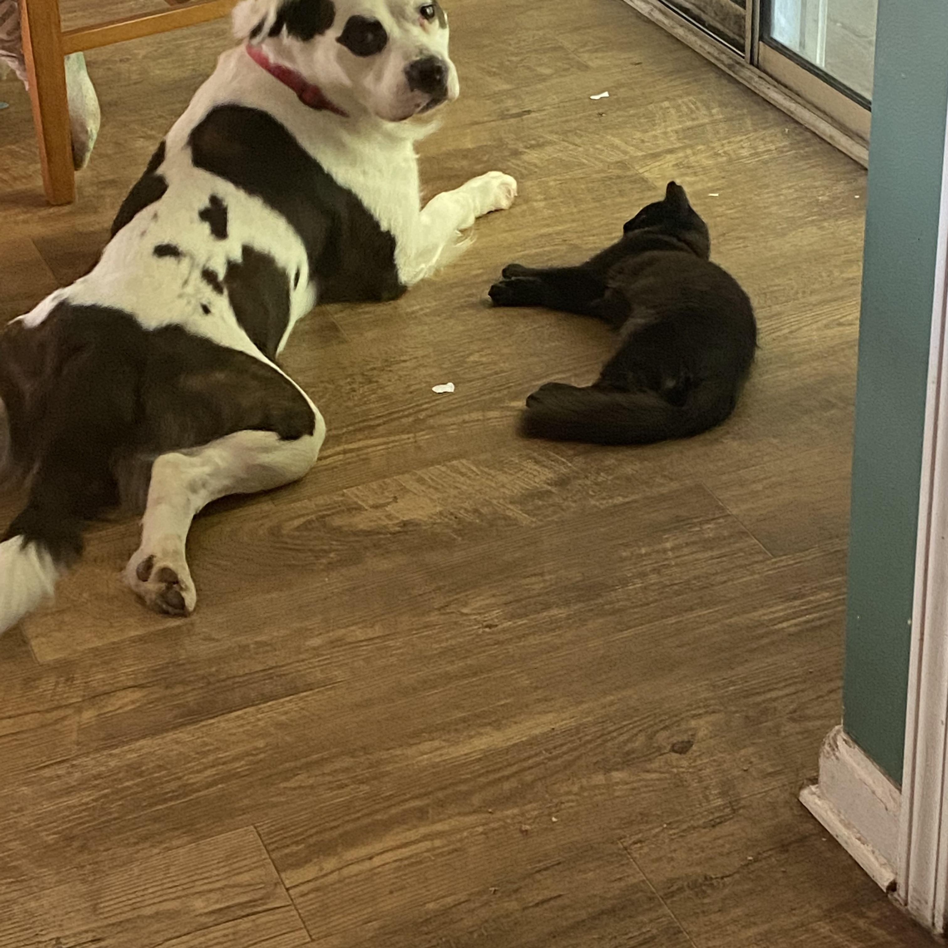 Enlarge Rocky, a ADOPTABLE mixed breed in Charlotte, NC image 4/5