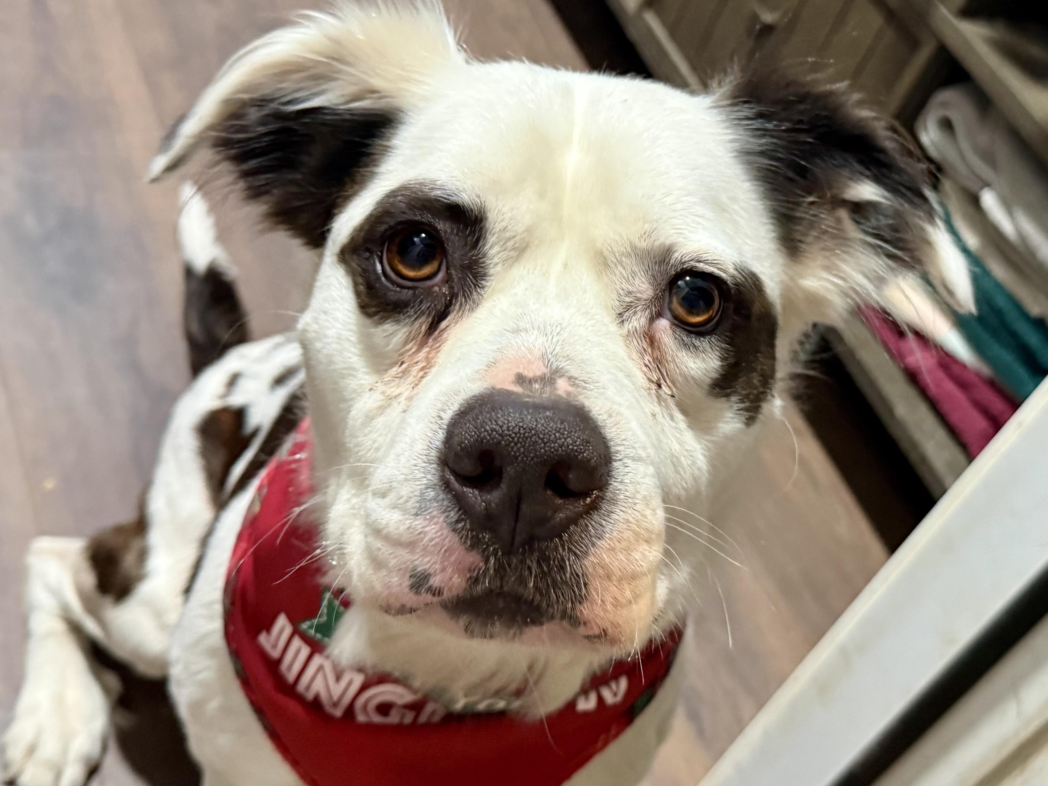 Enlarge Rocky, a ADOPTABLE mixed breed in Charlotte, NC image 1/5