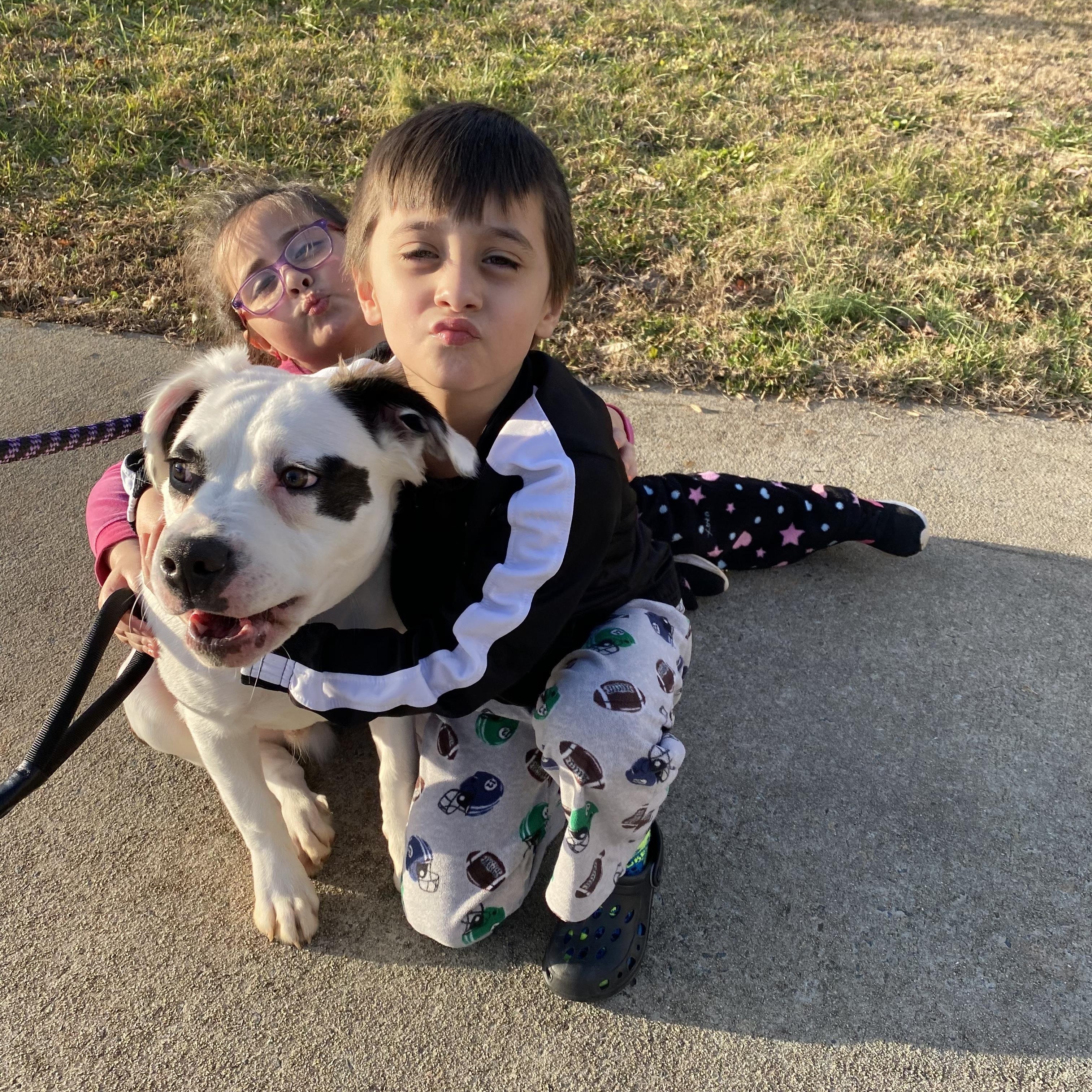 Enlarge Rocky, a ADOPTABLE mixed breed in Charlotte, NC image 3/5