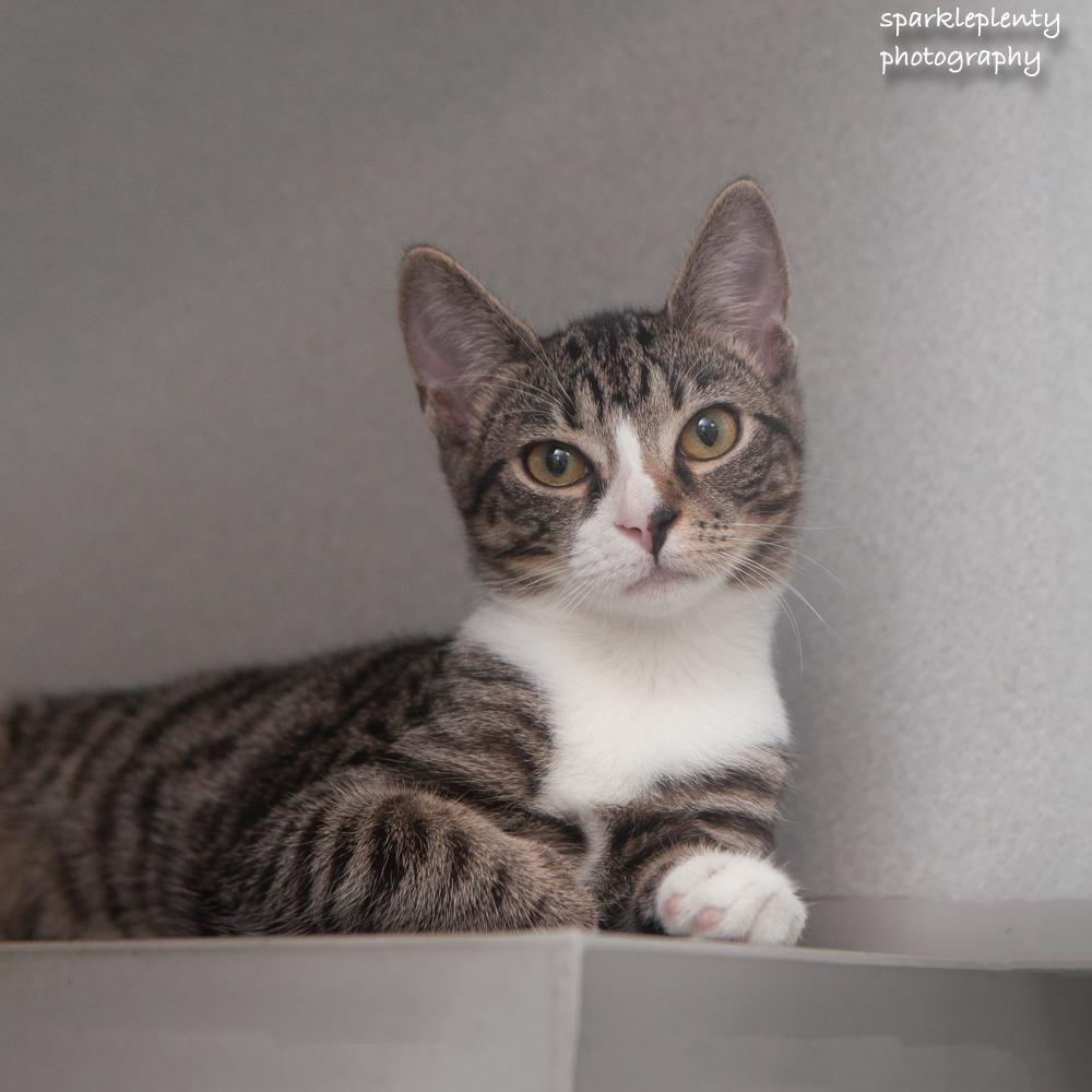 Enlarge Twiddle, an adoptable Domestic Short Hair in Ridgefield, CT image 2/3