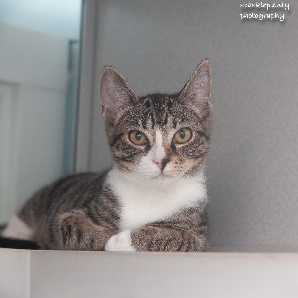 Enlarge Twiddle, an adoptable Domestic Short Hair in Ridgefield, CT image 3/3