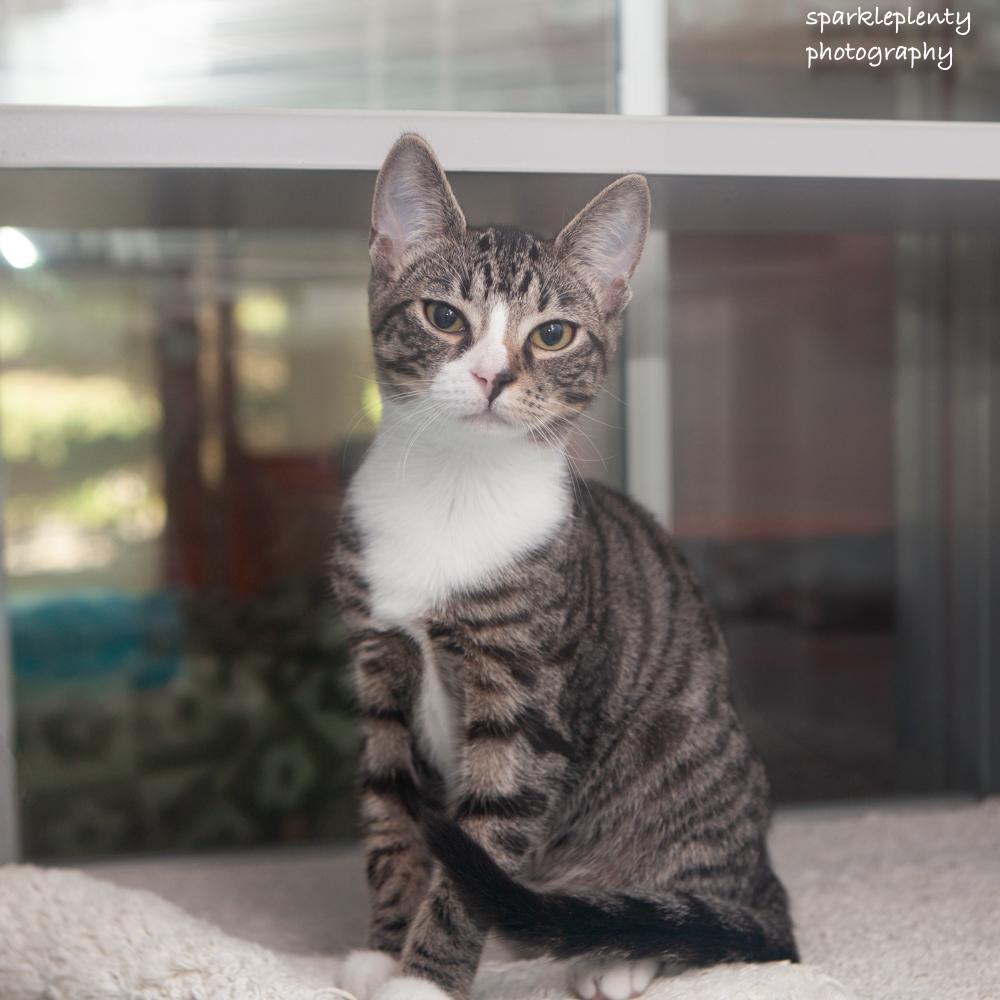 Twiddle, adoptable, Kitten Female Domestic Short Hair.