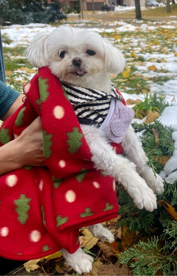 Muffin, a Adopted Maltese in Toronto, ON image 2/6
