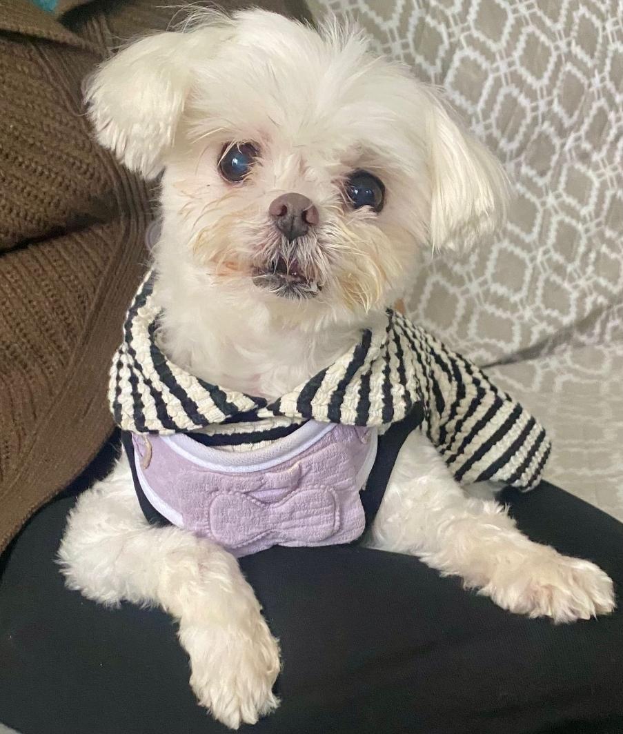 Muffin, a Adopted Maltese in Toronto, ON image 1/6
