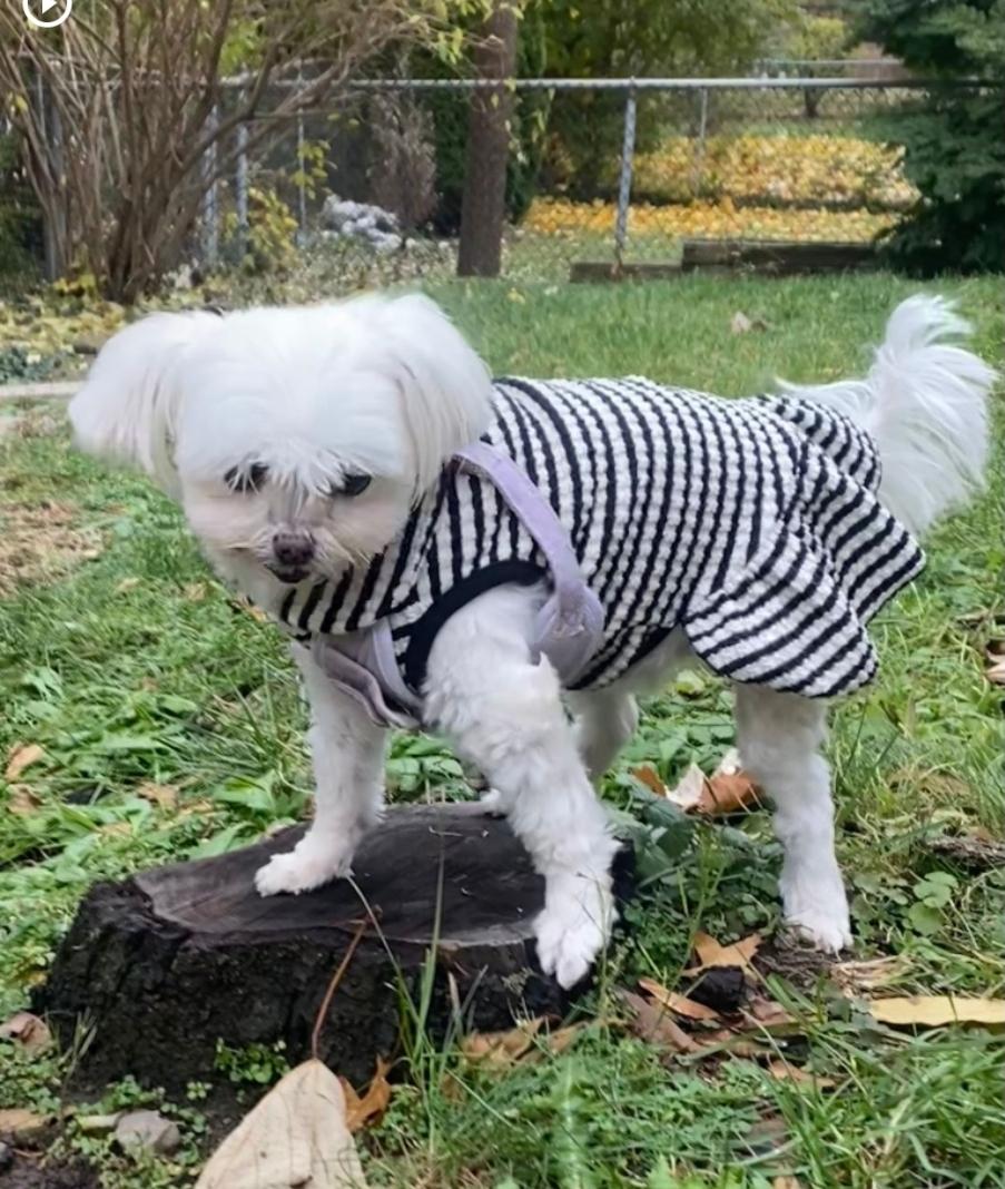 Muffin, a Adopted Maltese in Toronto, ON image 3/6