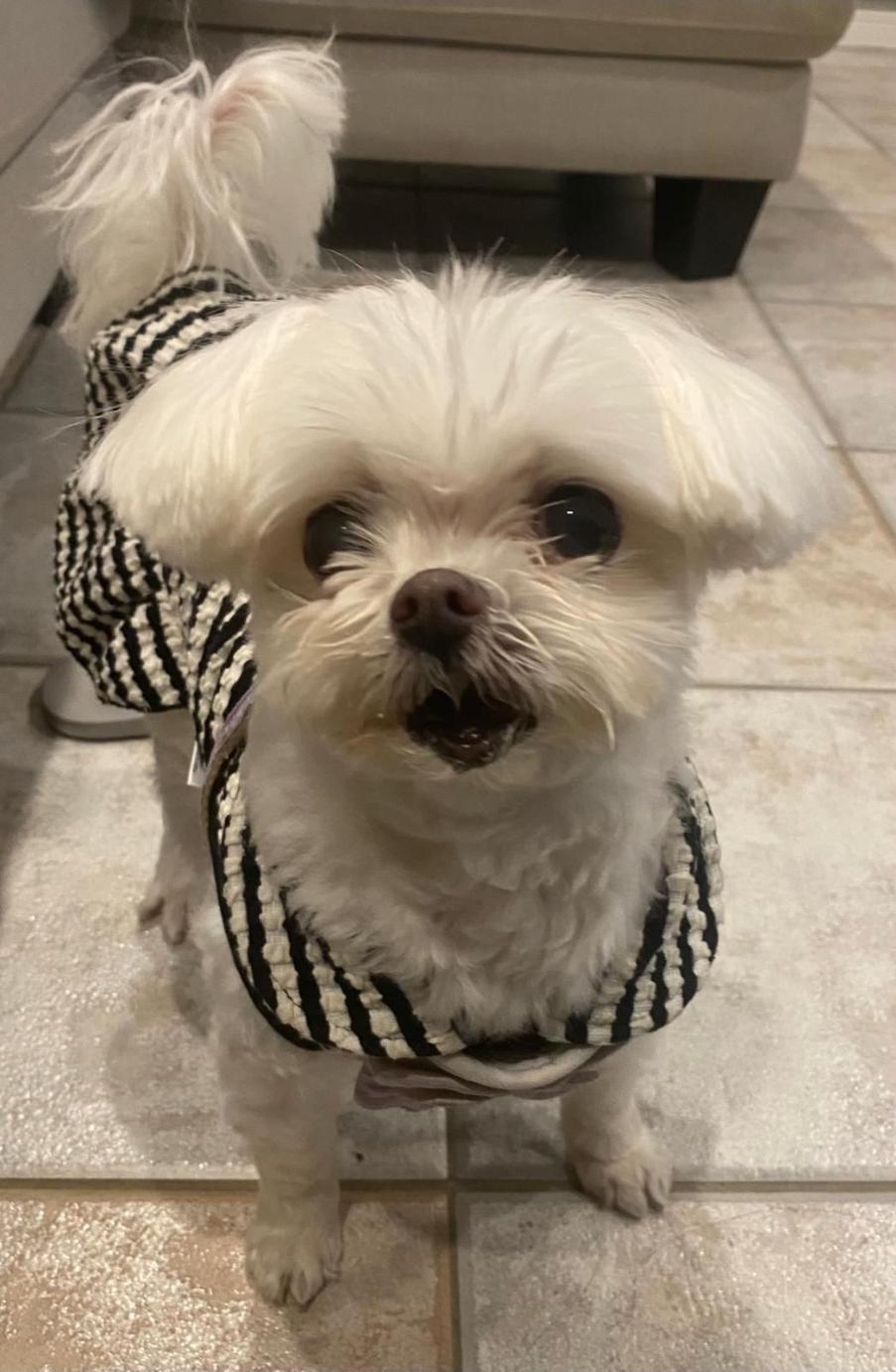 Muffin, a Adopted Maltese in Toronto, ON image 4/6