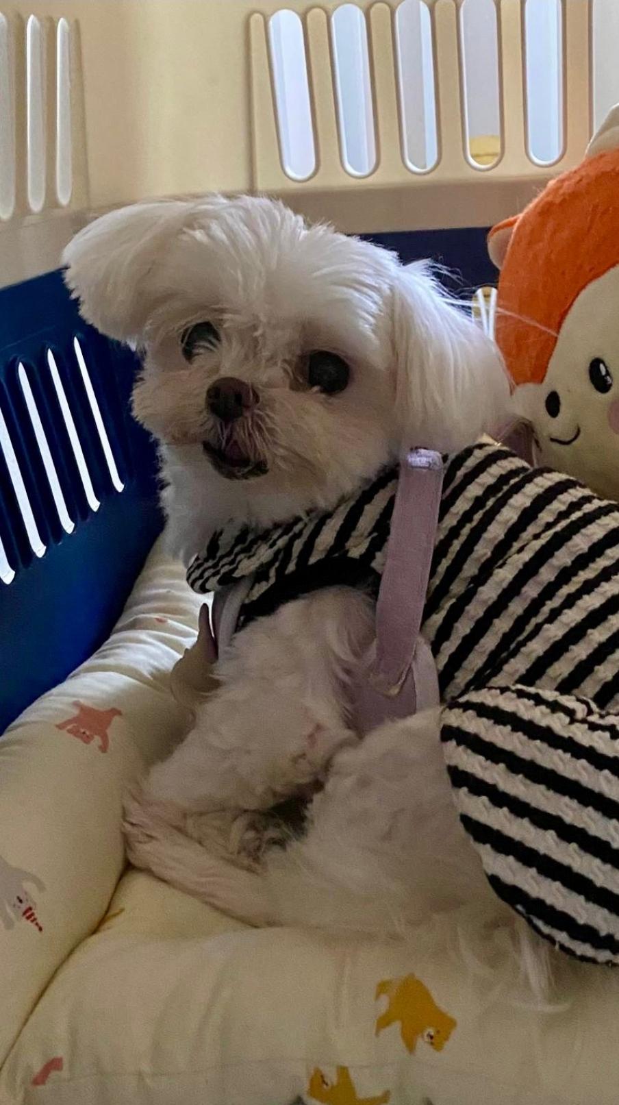 Muffin, a Adopted Maltese in Toronto, ON image 5/6