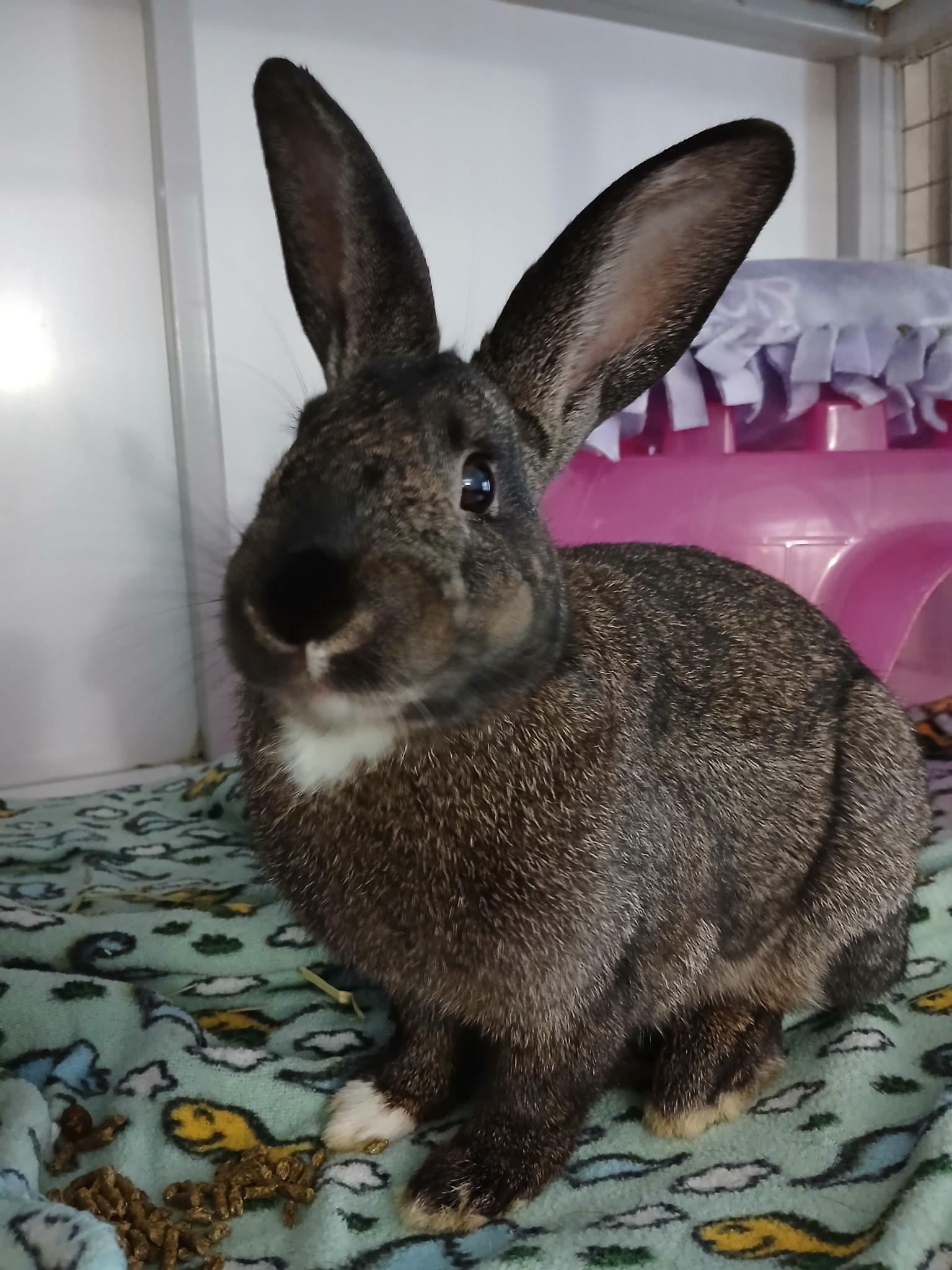 Beer Nut, Adoptable, Young Male Dutch.