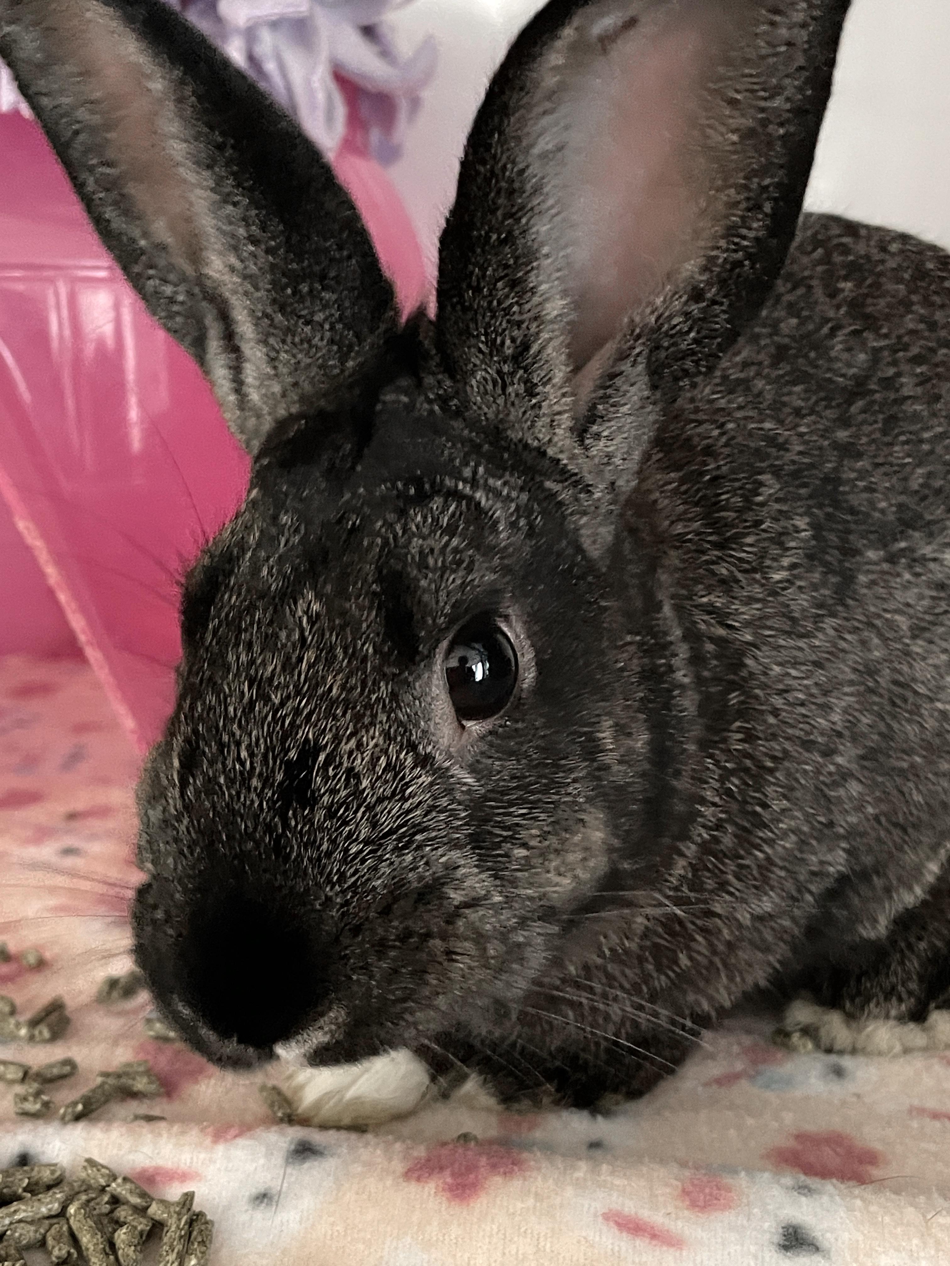 Enlarge Beer Nut, a Adoptable Dutch in Chicago, IL image 2/2