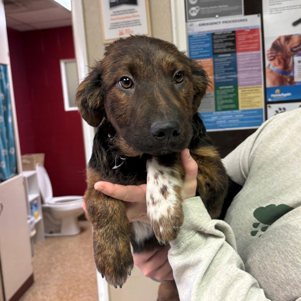 Enlarge Livia, a Adoptable mixed breed in Chehalis, WA image 1/2