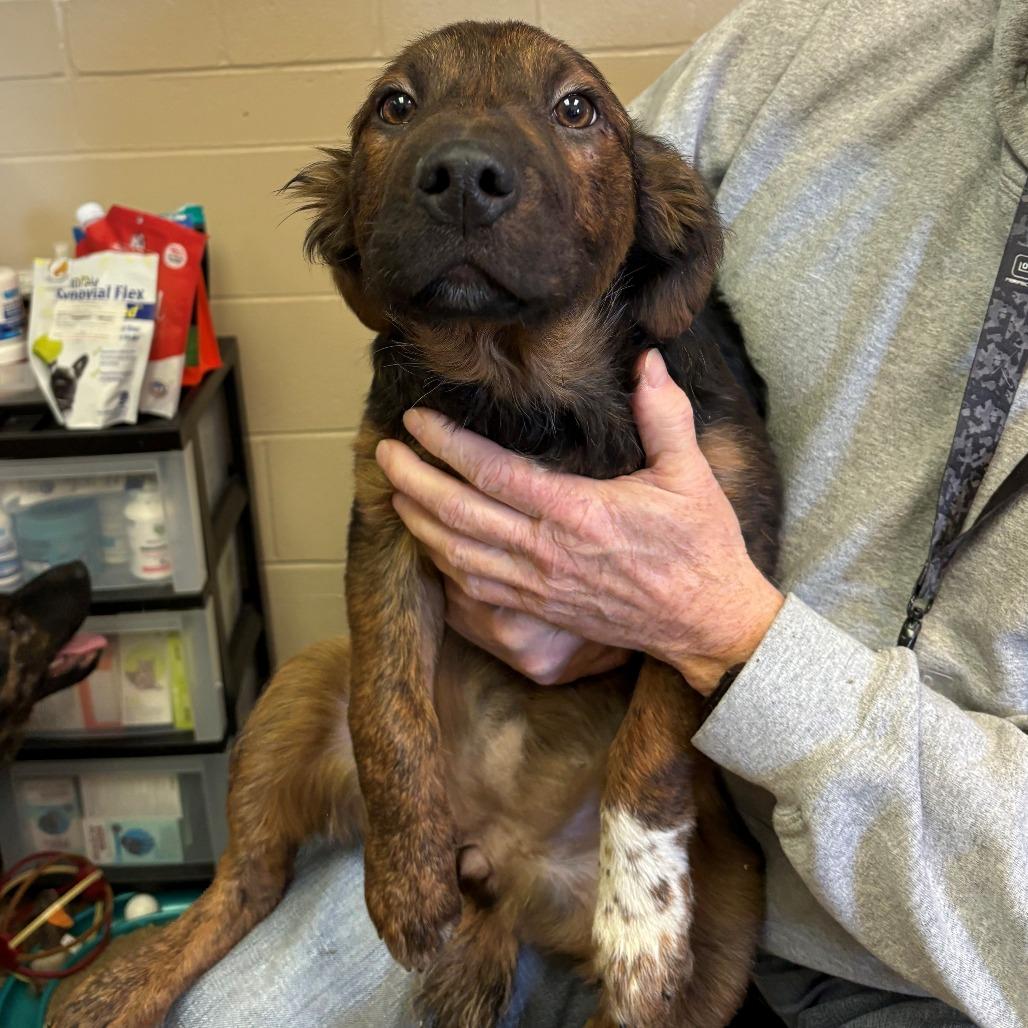 Enlarge Livia, a Adoptable mixed breed in Chehalis, WA image 2/2