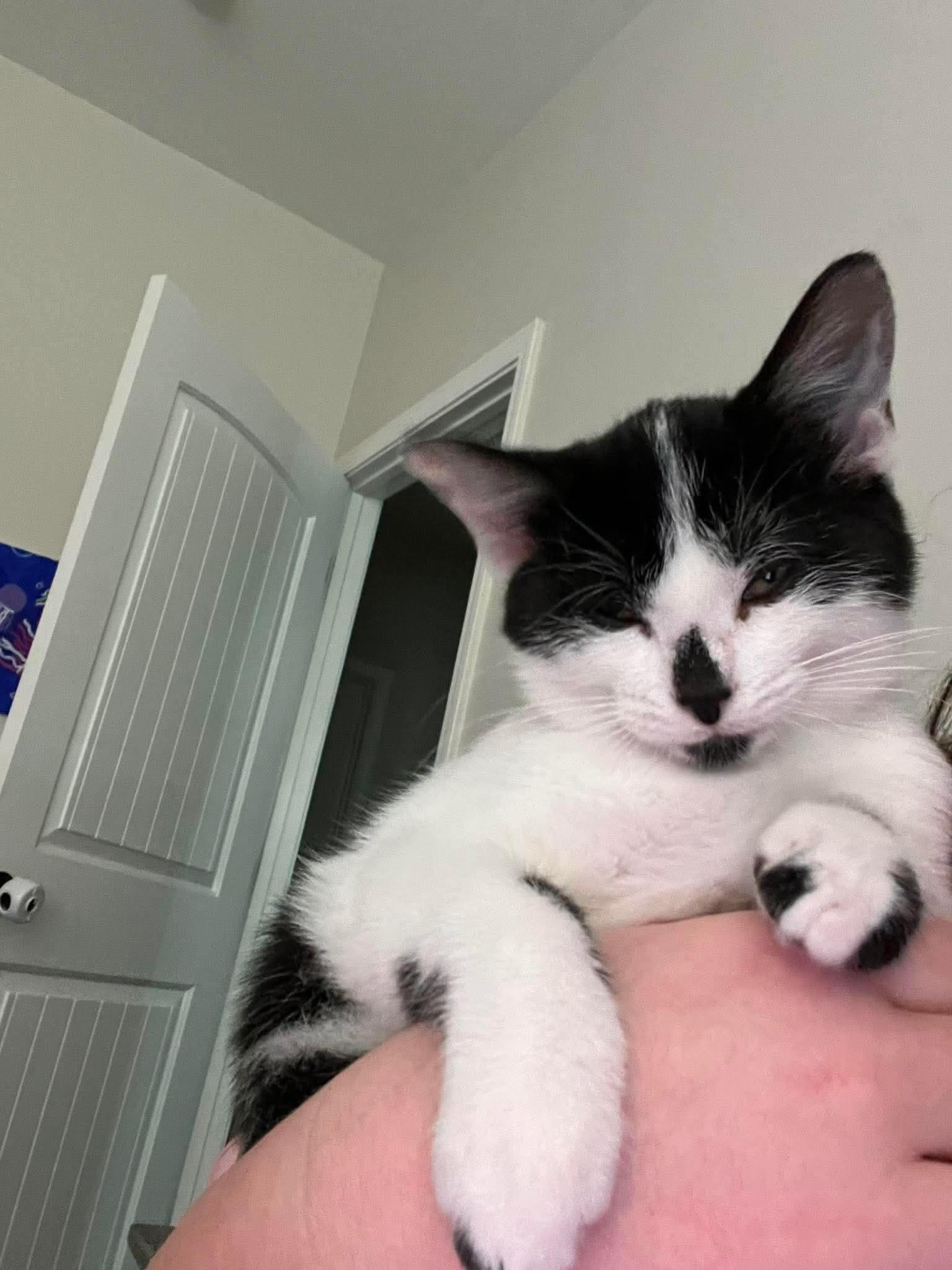 Enlarge Flip and Flop, an adopted Domestic Short Hair in Cosby, TN image 3/4