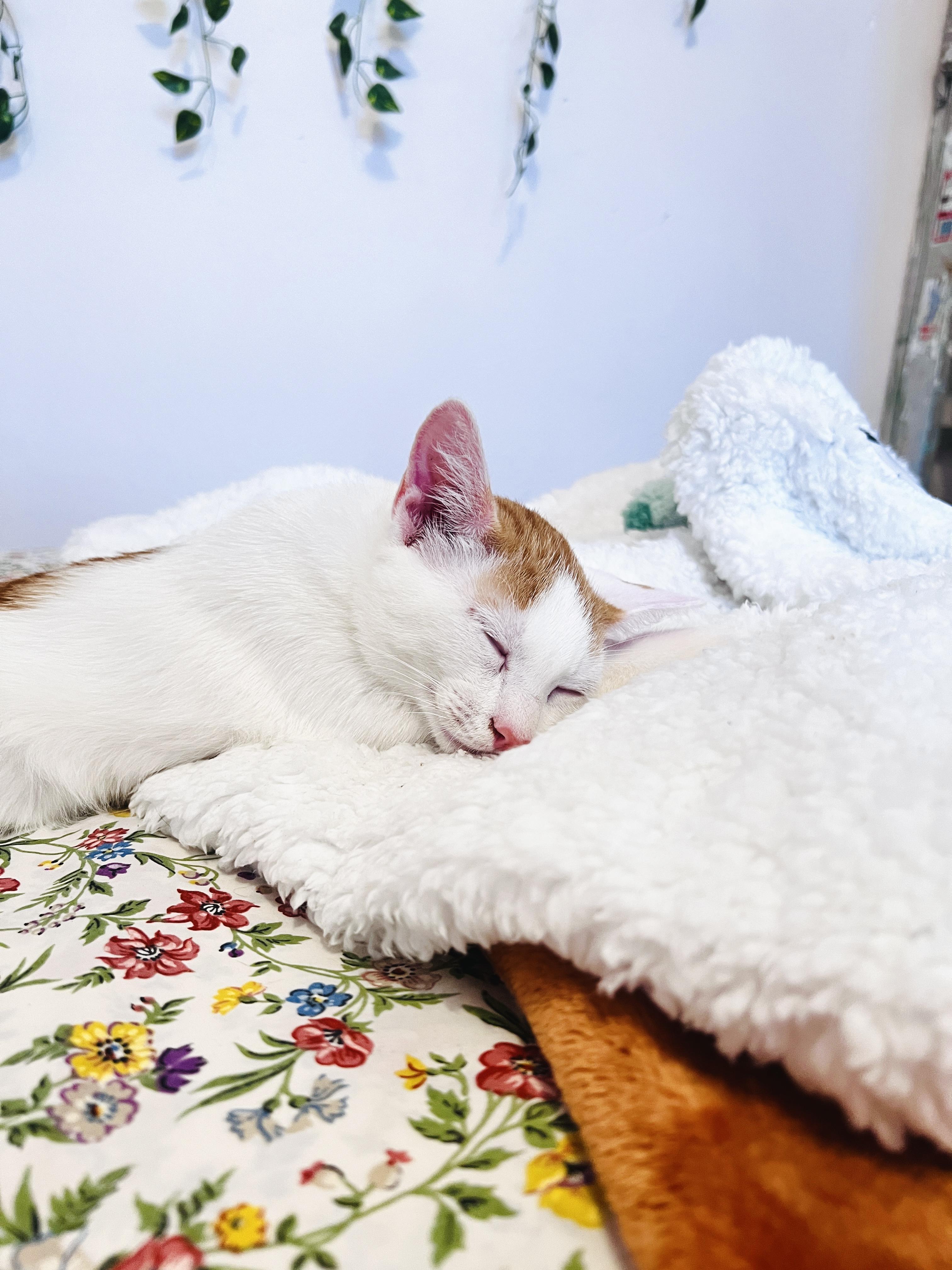 KEVIN & TOBY N. - gentle bonded souls