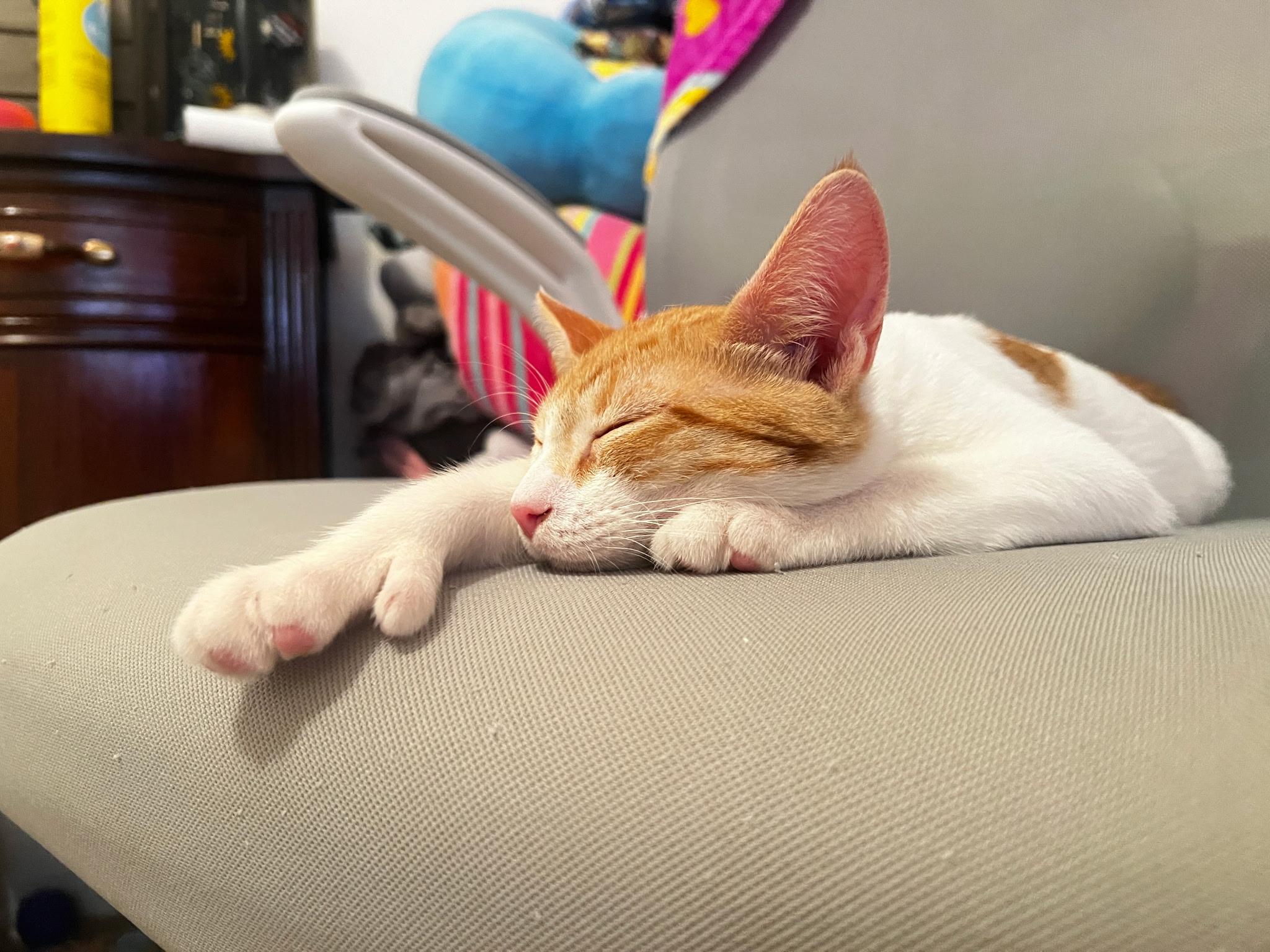 KEVIN & TOBY N. - gentle bonded souls