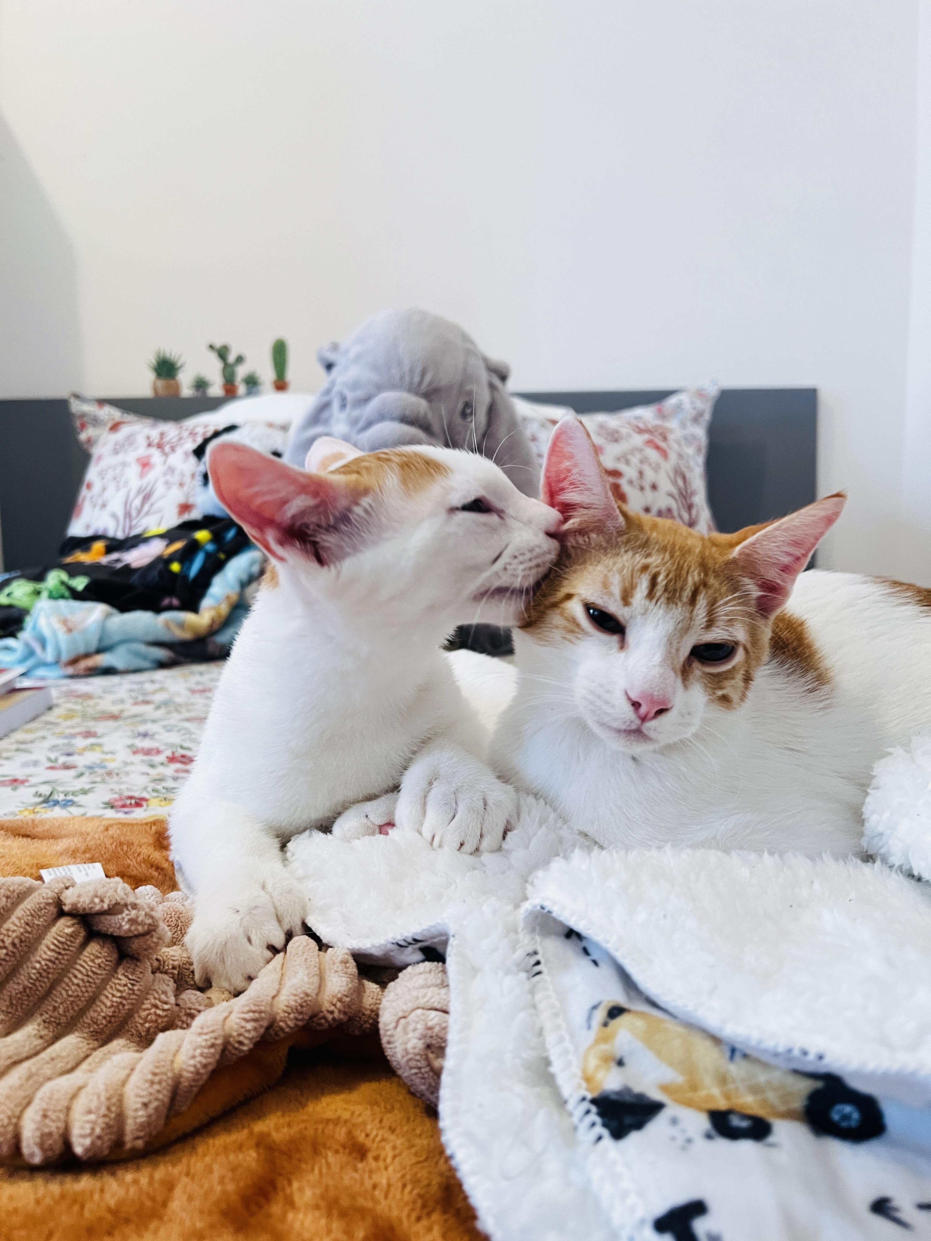 KEVIN & TOBY N. - gentle bonded souls