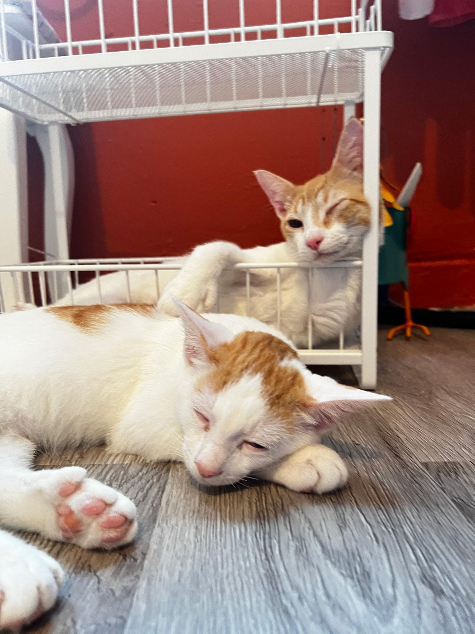 KEVIN & TOBY N. - gentle bonded souls